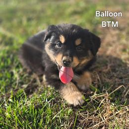 Balloon - Black tri male Miniature Australian Shepherd puppy in East Berlin, Pennsylvania from Stoney Point Frenchies & Mountain Top Shepherds