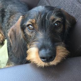 Dachshunds from South Texas Teckels