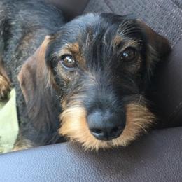 Dachshunds from South Texas Teckels