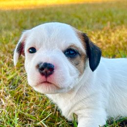 Faith - White and tan female Russell Terrier puppy in Valley Mills, Texas from Bar Rafter C Shorty Jacks