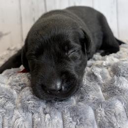Red Collar Black Male - Black female Labrador Retriever puppy in Gainesville, Georgia from Rucker Retrievers