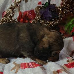 Dachshund Puppies from CLARK'S BREEDING PROGRAM
