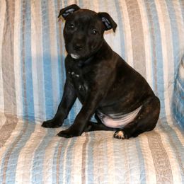 Staffordshire Bull Terrier Puppies from Rukkus Staffords