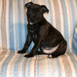 Staffordshire Bull Terrier Puppies from Rukkus Staffords