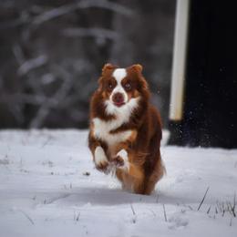 Rio - Miniature Australian Shepherd