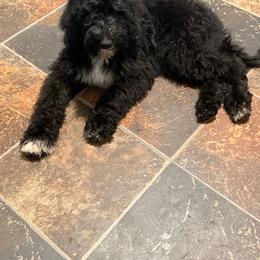 Dory - Black and white female Sheepadoodle puppy in Warsaw, Virginia from Mojave Premier Kennels