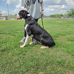 Lilith - Black female Great Dane puppy in Prairieville, Louisiana from Southern Barron Danes & Dachshunds