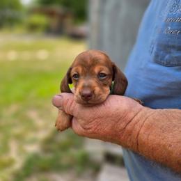 Bailie - Cream female Dachshund puppy in Dunnellon, Florida from Southern Class with Sass Doxies