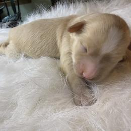 Mandolin - Yellow and white female Bernedoodle puppy in Pittsburg, Illinois from Doodles on Rock Creek