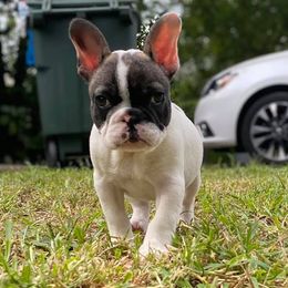 French Bulldogs from NorthGate Bullies & Frenchie