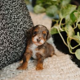Ocean - Blue merle male Aussiedoodle puppy in Inman, South Carolina from Dark Corner Doodles