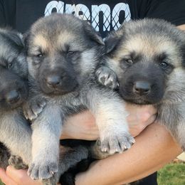 German Shepherd and White Shepherd Puppies from Scenic Creek German Shepherds