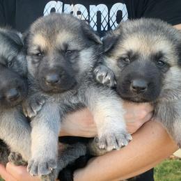 German Shepherd and White Shepherd Puppies from Scenic Creek German Shepherds