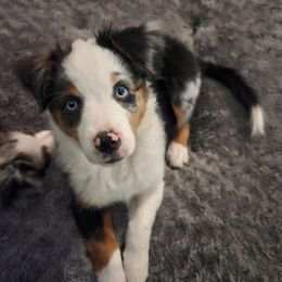 Osa - Blue merle female Miniature Australian Shepherd puppy in Garland, Texas from Dollie Farms