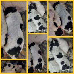 Marigold - Blue female Australian Cattle Dog puppy in Monterey, Tennessee from Quarter Acre Farms