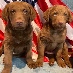 Chesapeake Bay Retrievers from Sand Spring Chesapeakes