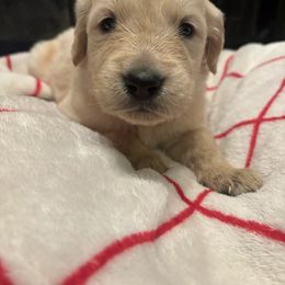 Prancer - Light golden male Golden Retriever puppy in Wiley Ford, West Virginia from Shady Hill Acres Golden Retrievers