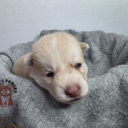 Ken - Chocolate male Pomsky puppy in Blaine, Minnesota from Yuna's Pomsky