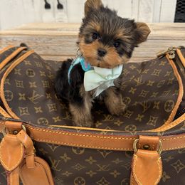 Little Louie - Black and tan male Yorkshire Terrier puppy in North Chelmsford, Massachusetts from Coastal Yorkshire Terrier Yorkies & Biewer Terriers