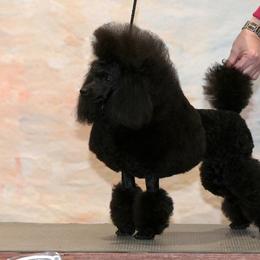 Lexy - Poodle