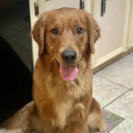 Cider - Golden Retriever