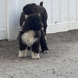 Spanish Water Dog Puppies from LIJA Spanish Water Dogs
