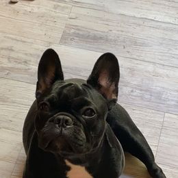 Princess Mila - French Bulldog
