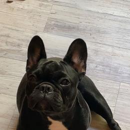 Princess Mila - French Bulldog