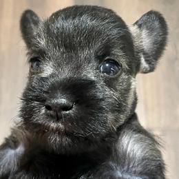 Tiptoe - Salt and pepper female Miniature Schnauzer puppy in Interlachen, Florida from Pam's Schnauzers