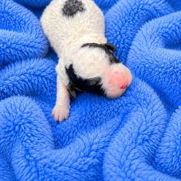 Sven - Parti male Poodle puppy in Washington, Pennsylvania from Patriotic Poodles