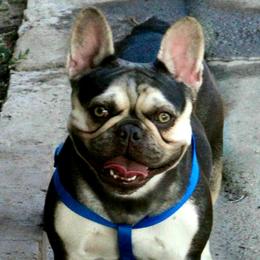 Kola - French Bulldog