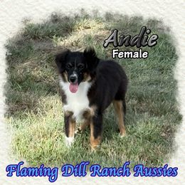 Andie - Black tri female Miniature Australian Shepherd puppy in Forestburg, Texas from Flaming Dill Ranch Aussies
