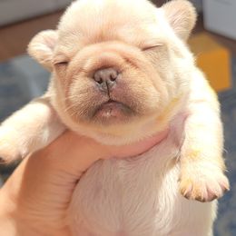 French Bulldog Puppies from Frenchie D'lite