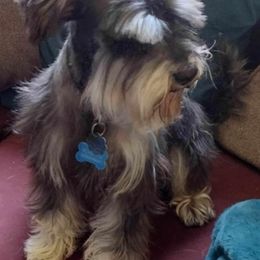Scruffy - Miniature Schnauzer