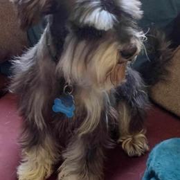 Scruffy - Miniature Schnauzer