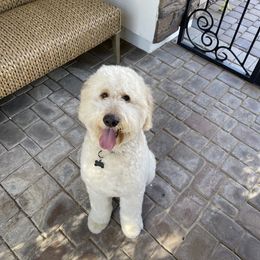 Chimmy - Goldendoodle