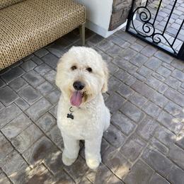 Chimmy - Goldendoodle