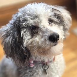 Spooky - Cockapoo