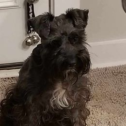 Daisy - Miniature Schnauzer
