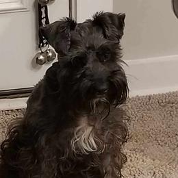 Daisy - Miniature Schnauzer