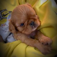 English Toy Spaniel Puppies from Skyline