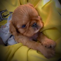 English Toy Spaniel Puppies from Skyline
