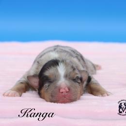 Kanga - Blue merle female Miniature Australian Shepherd puppy in Weeki Wachee, Florida from Arlington's Mini Aussies