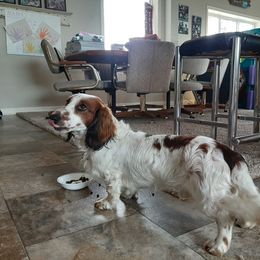 Snoopy - Dachshund