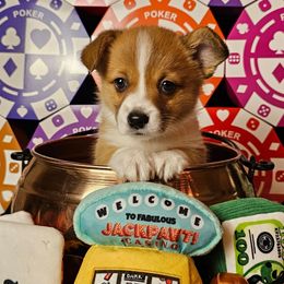 Ante- full-length tail - Red female Pembroke Welsh Corgi puppy in Deming, New Mexico from Dragon Ridge Corgis