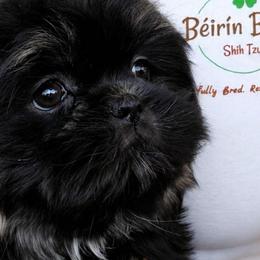 ZURI - Black and tan female Shih Tzu puppy in Las Vegas, Nevada from Beirin Breige Shih Tzus