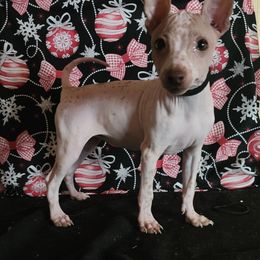 Lexi (Little Leigh Lexington) - White and chocolate female American Hairless Terrier puppy in Lebanon, Missouri from Hearts Companions