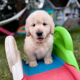 Rubble - Light golden male Golden Retriever puppy in Oregon from Bliss Retrievers
