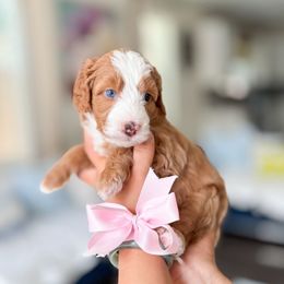Prairie Dawn - Brown and white female Bernedoodle puppy in Ontario, California from Teddy Doodles & Standard Poodles
