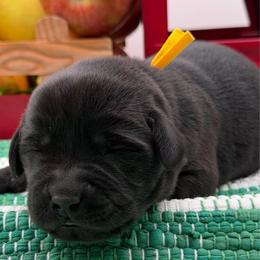 Yellow - Black male Labrador Retriever puppy in Heath Springs, South Carolina from Rich Hill Retrievers